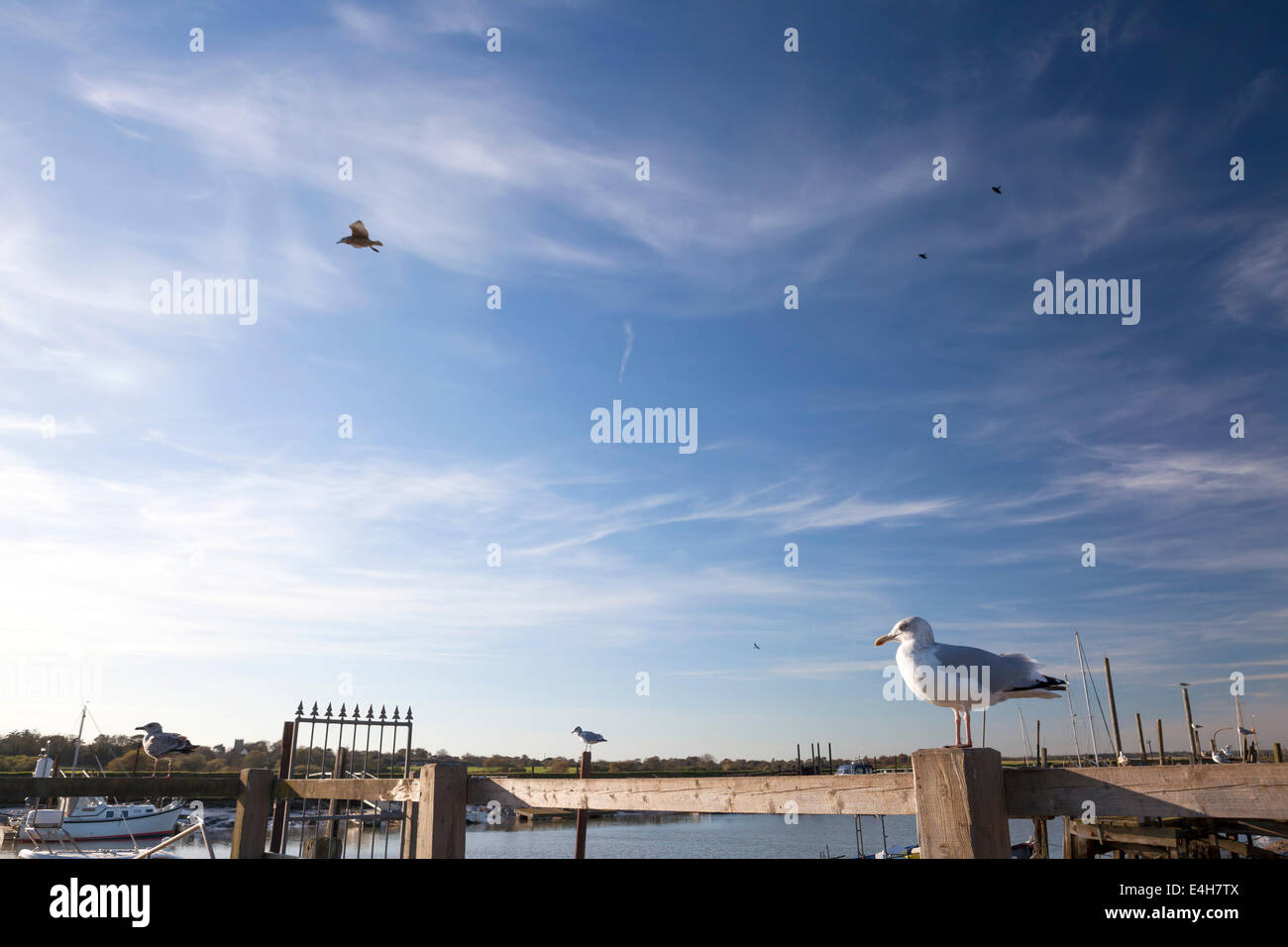 I gabbiani a Southwold Harbour, Suffolk, Regno Unito Foto Stock