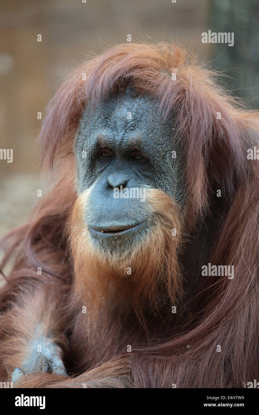 Ritratto di bornean orangutan, pongo pygmaeus, una grande ape nativa per l'isola del Borneo Foto Stock