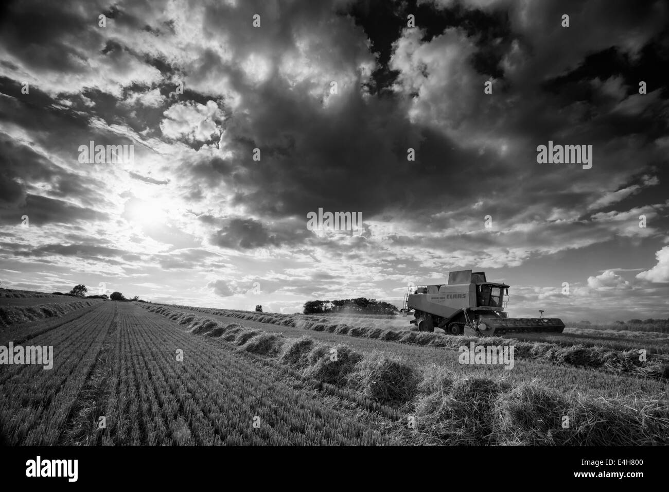 Mietitrebbia al lavoro in Norfolk orzo campo, REGNO UNITO Foto Stock