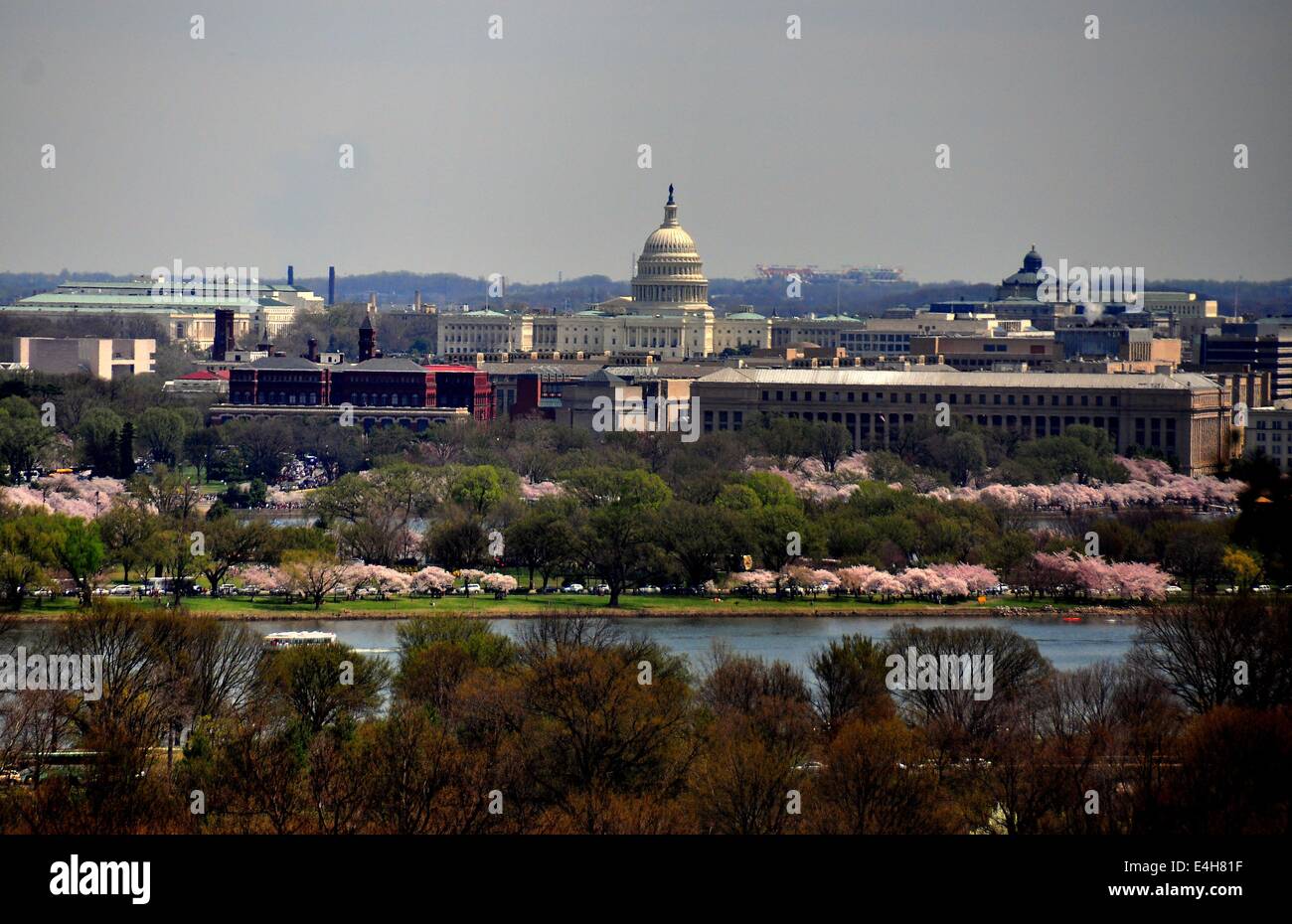 Arlington, Virginia: vista dell'U.S. Capitol e la fioritura dei ciliegi di rivestimento del bacino di marea Foto Stock