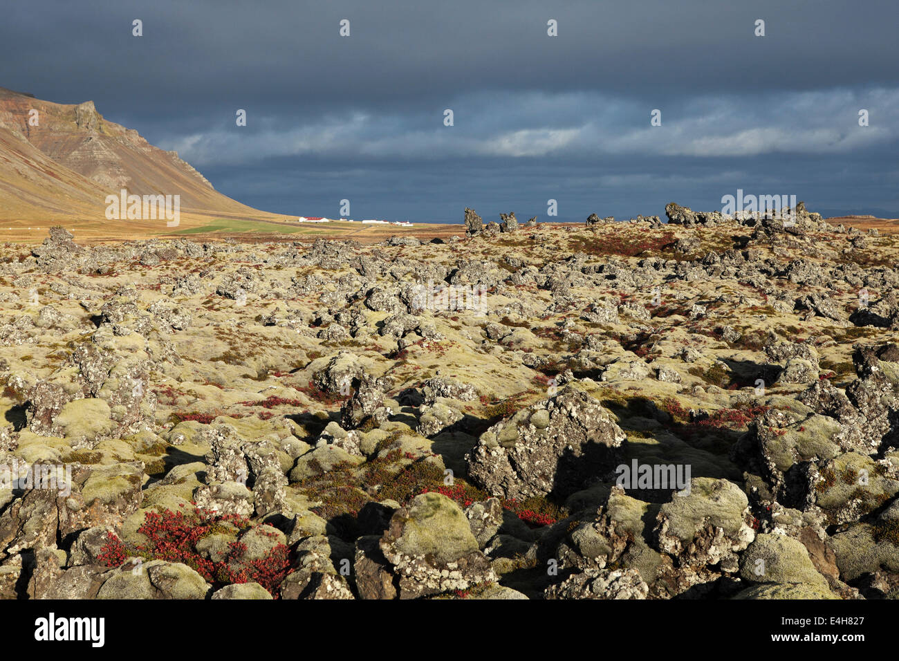 Campo di lava a Beserkjaravn vicino Bjarnahofn, Islanda. Foto Stock