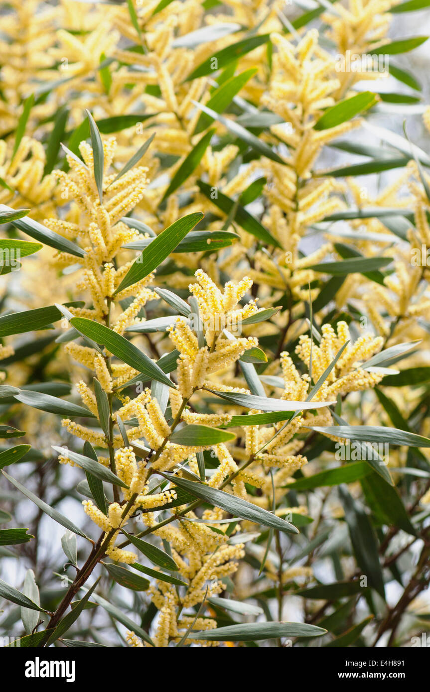 Graticcio, Golden bargiglio, Acacia longifolia. Foto Stock
