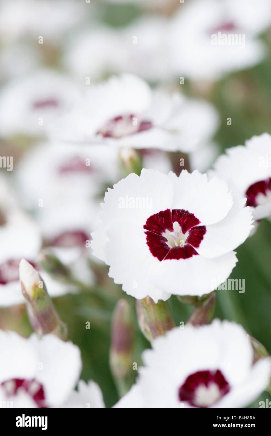 Rosa 'Dainty Dame', Dianthus 'Dainty dame'. Foto Stock