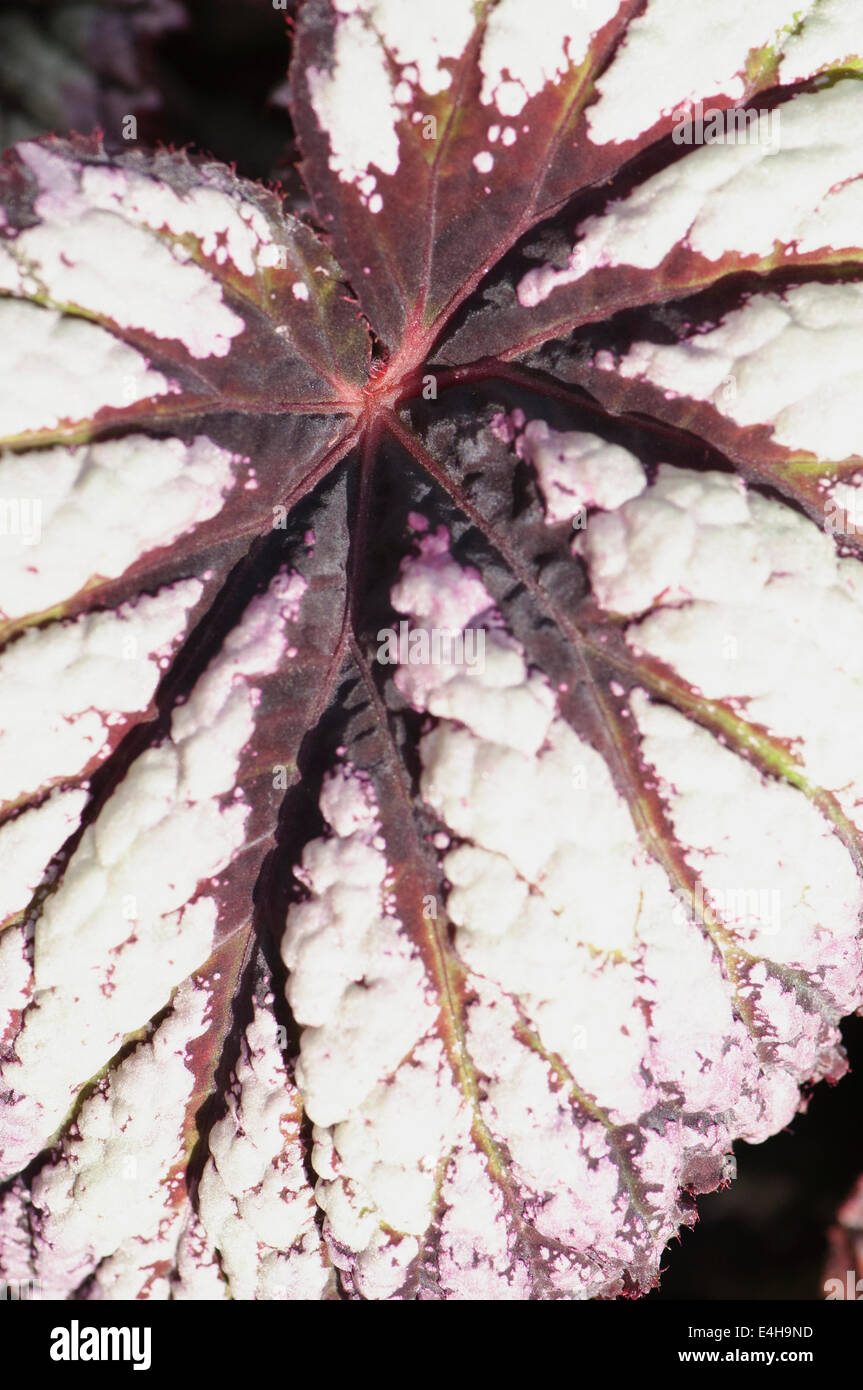 Begonia , Begonia 'fuochi d'artificio' . Foto Stock