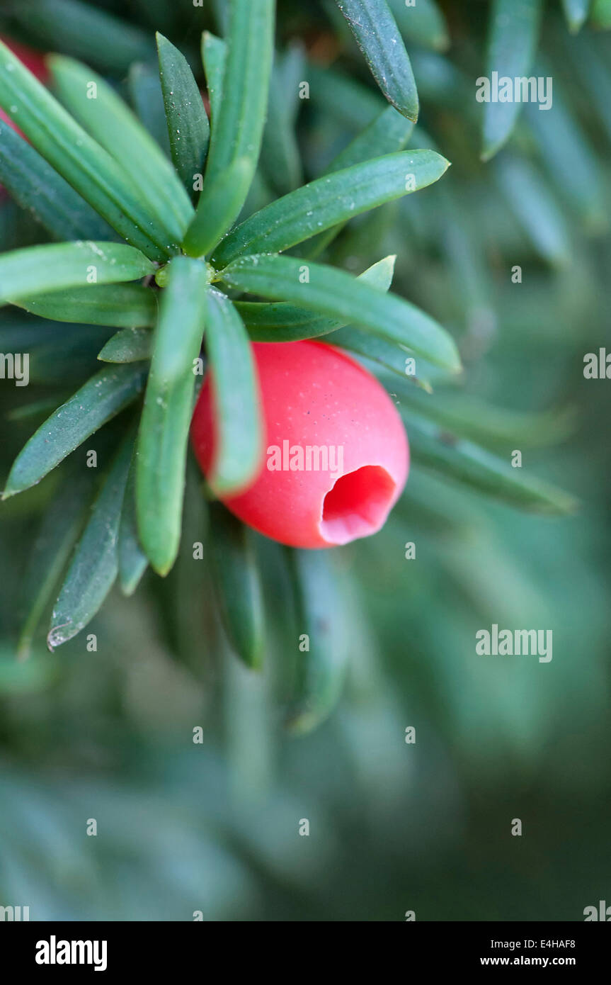 Yew, Irish Yew, Taxus baccata fastigiata. Foto Stock