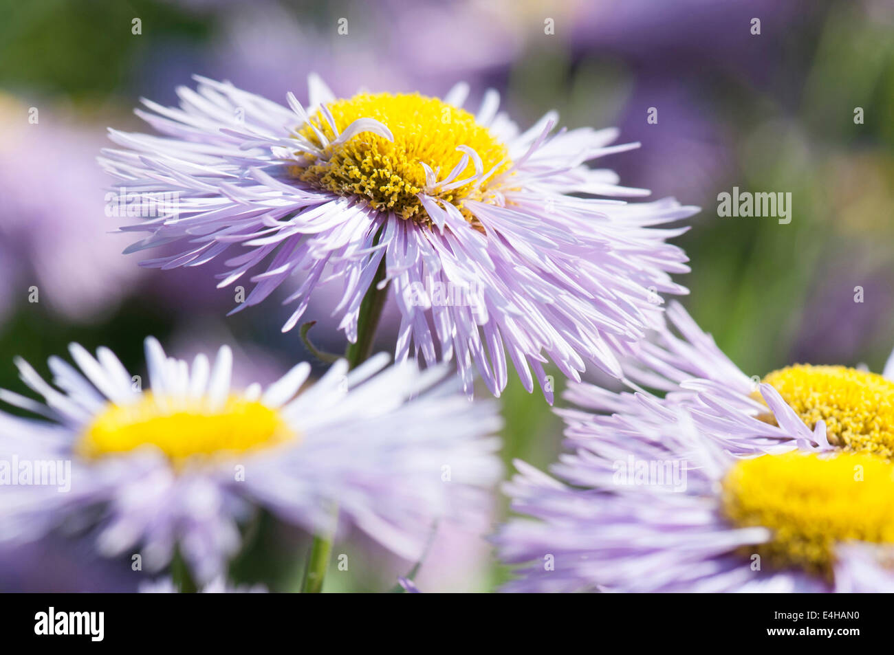 Fleabane Erigeron, "la prosperità". Foto Stock