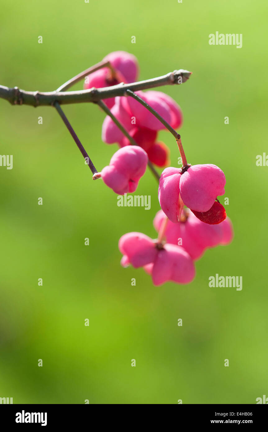 Albero di mandrino, Euonymus hamiltonianus 'Pink delight". Foto Stock