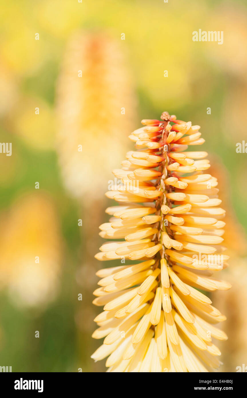 Red Hot poker, Kniphofia "Tawny King'. Foto Stock