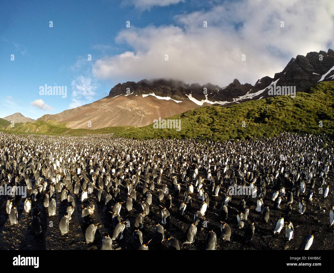 Re pinguini ( Aptenodytes patagonicus ) Foto Stock