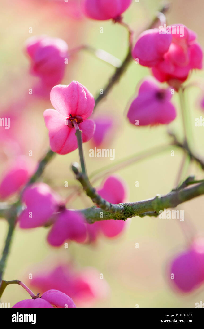 Albero di mandrino, Euonymus hamiltonianus 'Pink delight". Foto Stock