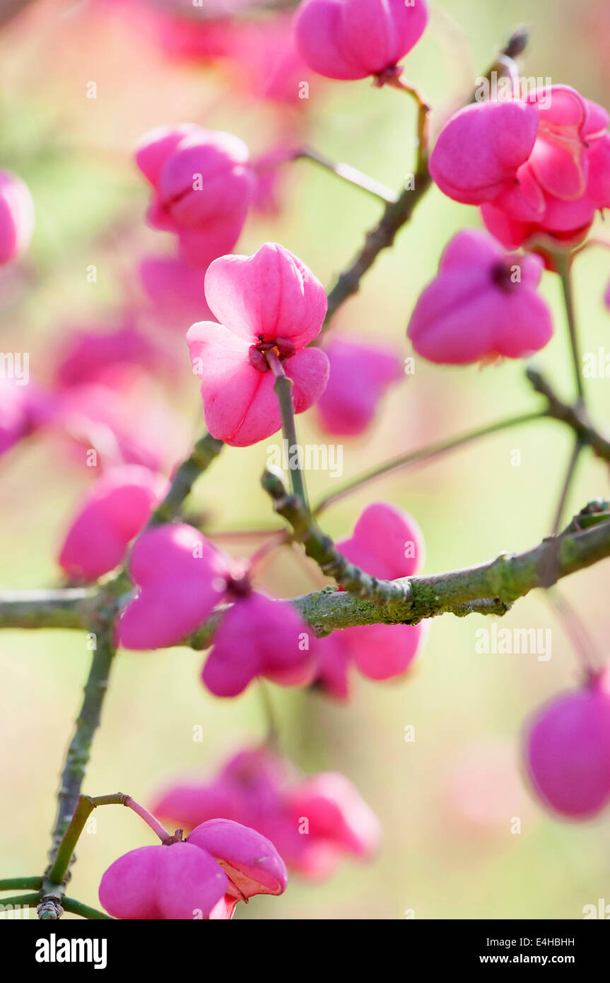 Albero di mandrino, Euonymus hamiltonianus 'Pink delight". Foto Stock