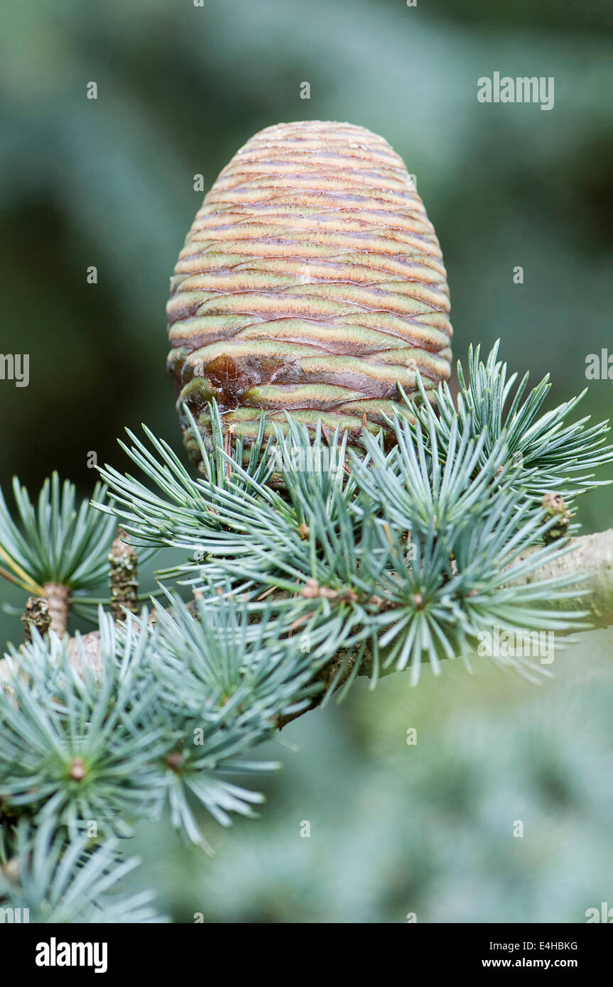 Atlas Blue cedro Cedrus atlantica Glauca Gruppo. Foto Stock