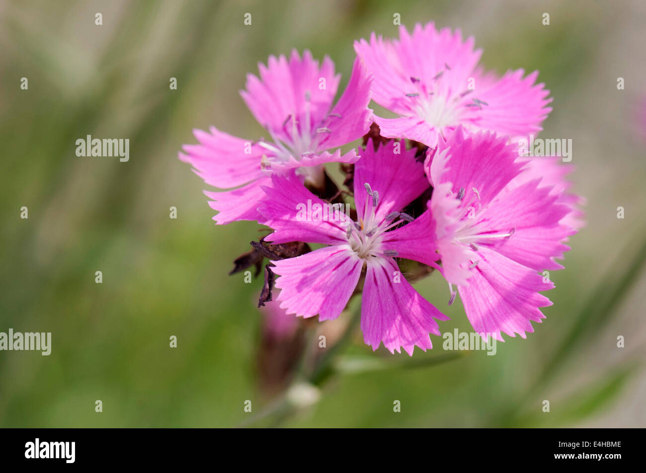 Rosa, rosa dei Certosini, Dianthus carthusianorum. Foto Stock