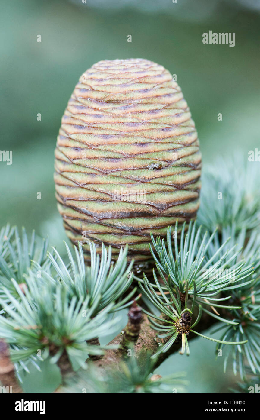 Atlas Blue cedro Cedrus atlantica Glauca Gruppo. Foto Stock