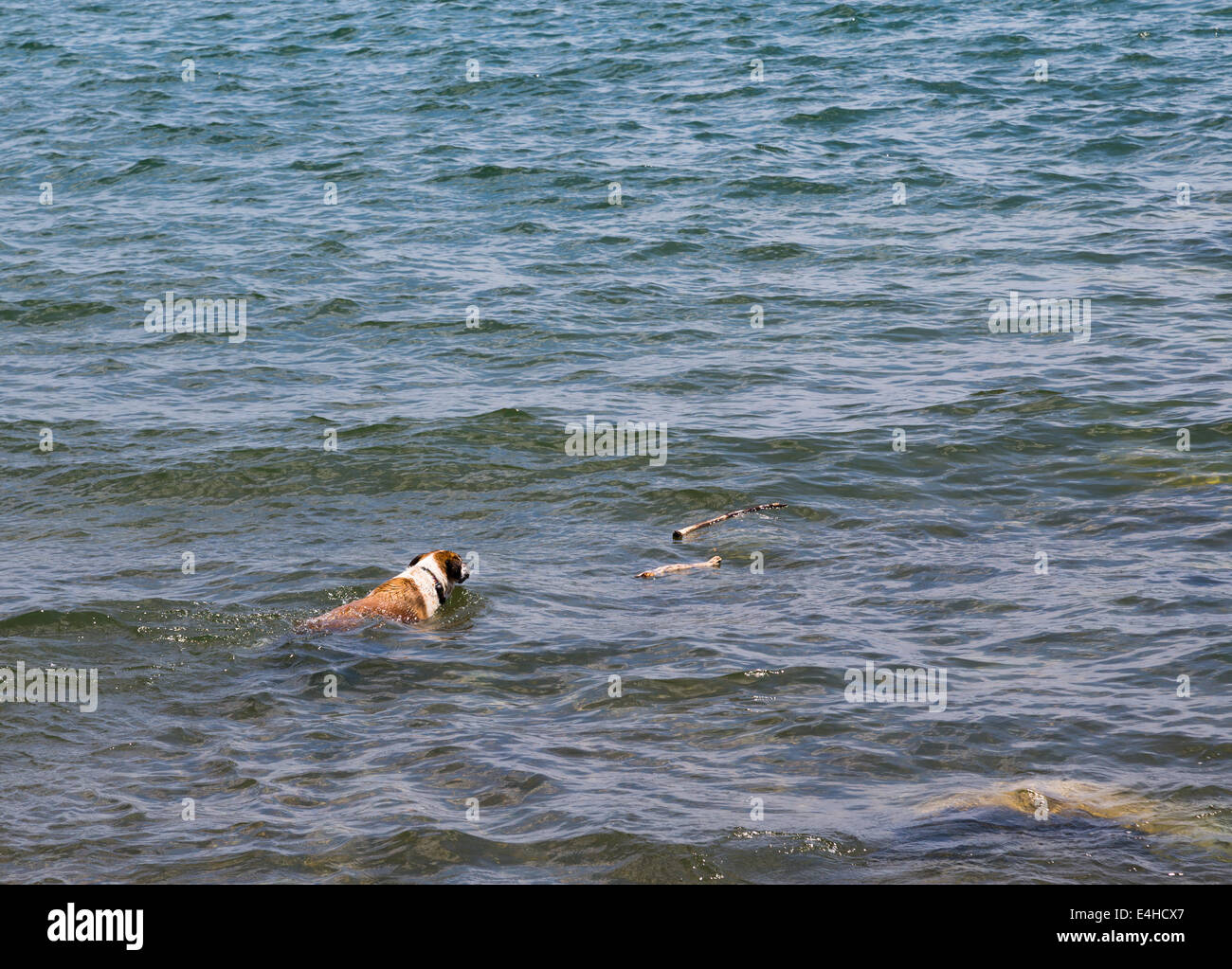 Un cane a nuotare in acqua con un bastone in bocca Foto Stock
