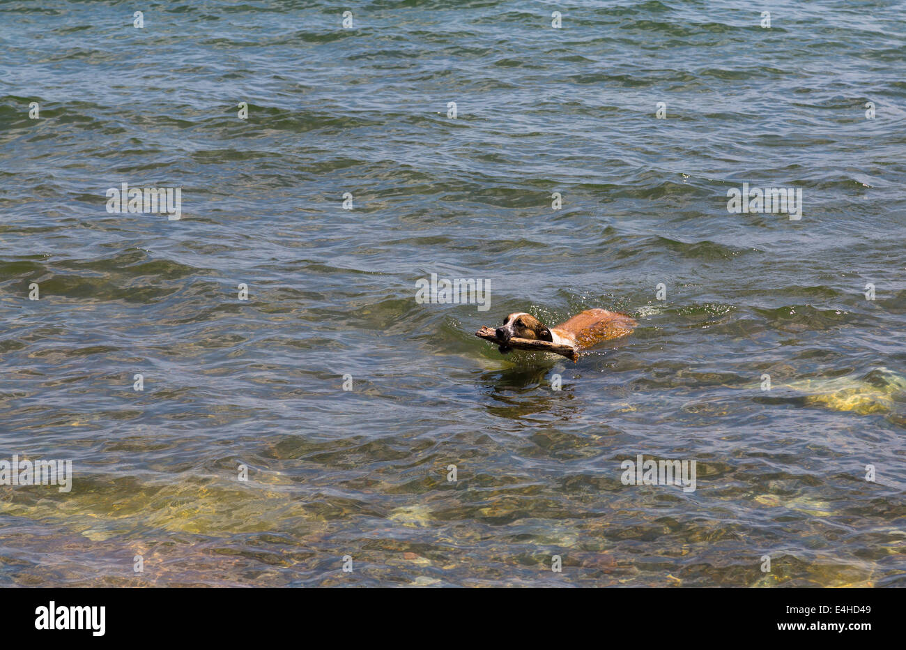 Un cane a nuotare in acqua con un bastone in bocca Foto Stock