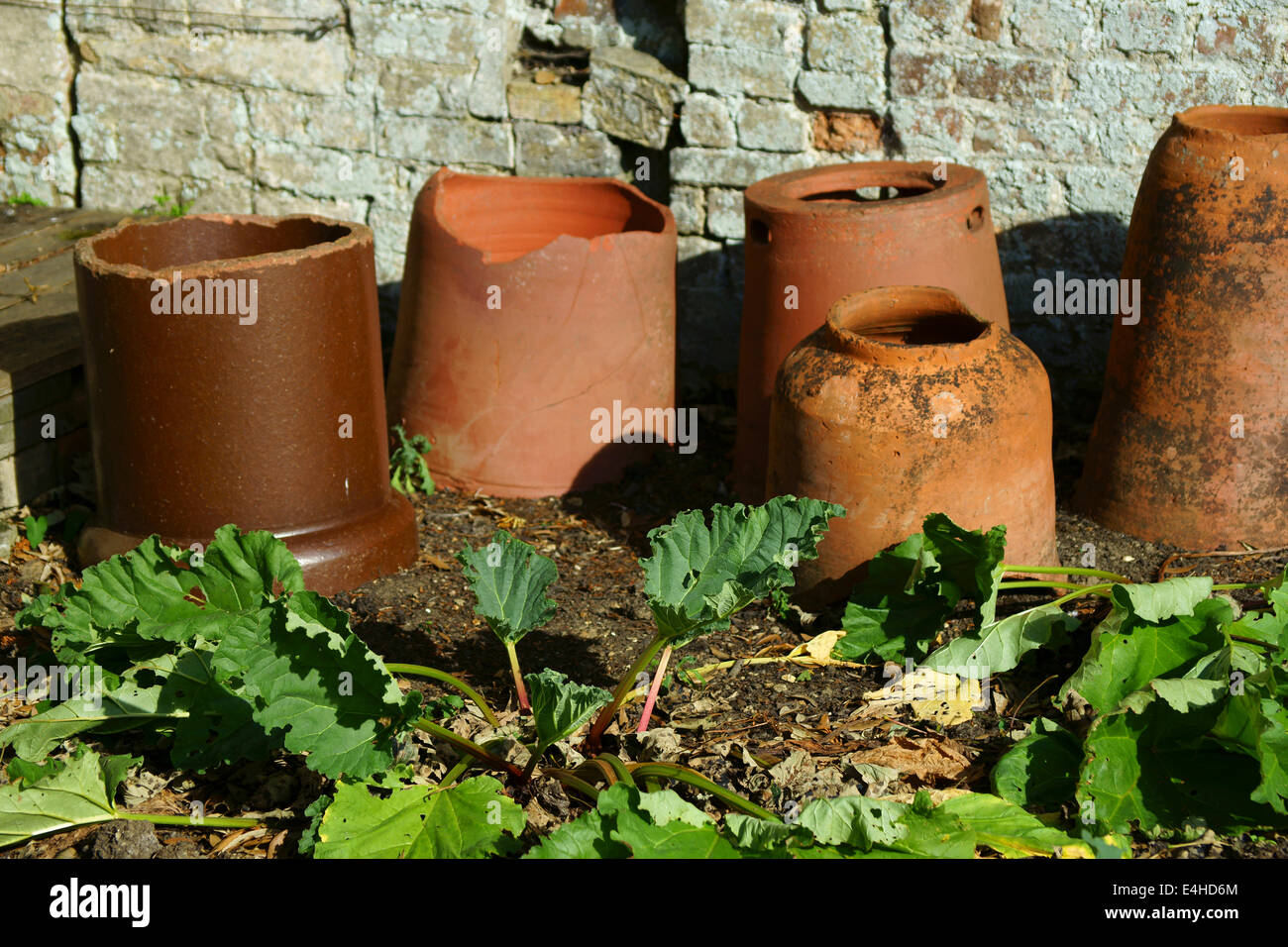 Rabarbaro, Rheum rhabarbarum. Foto Stock