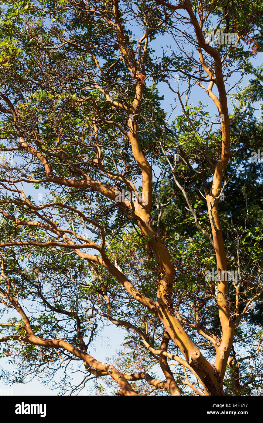 L'immagine verticale di Madrona Tree con un sempreverde in background su un cielo blu durante il periodo estivo Foto Stock