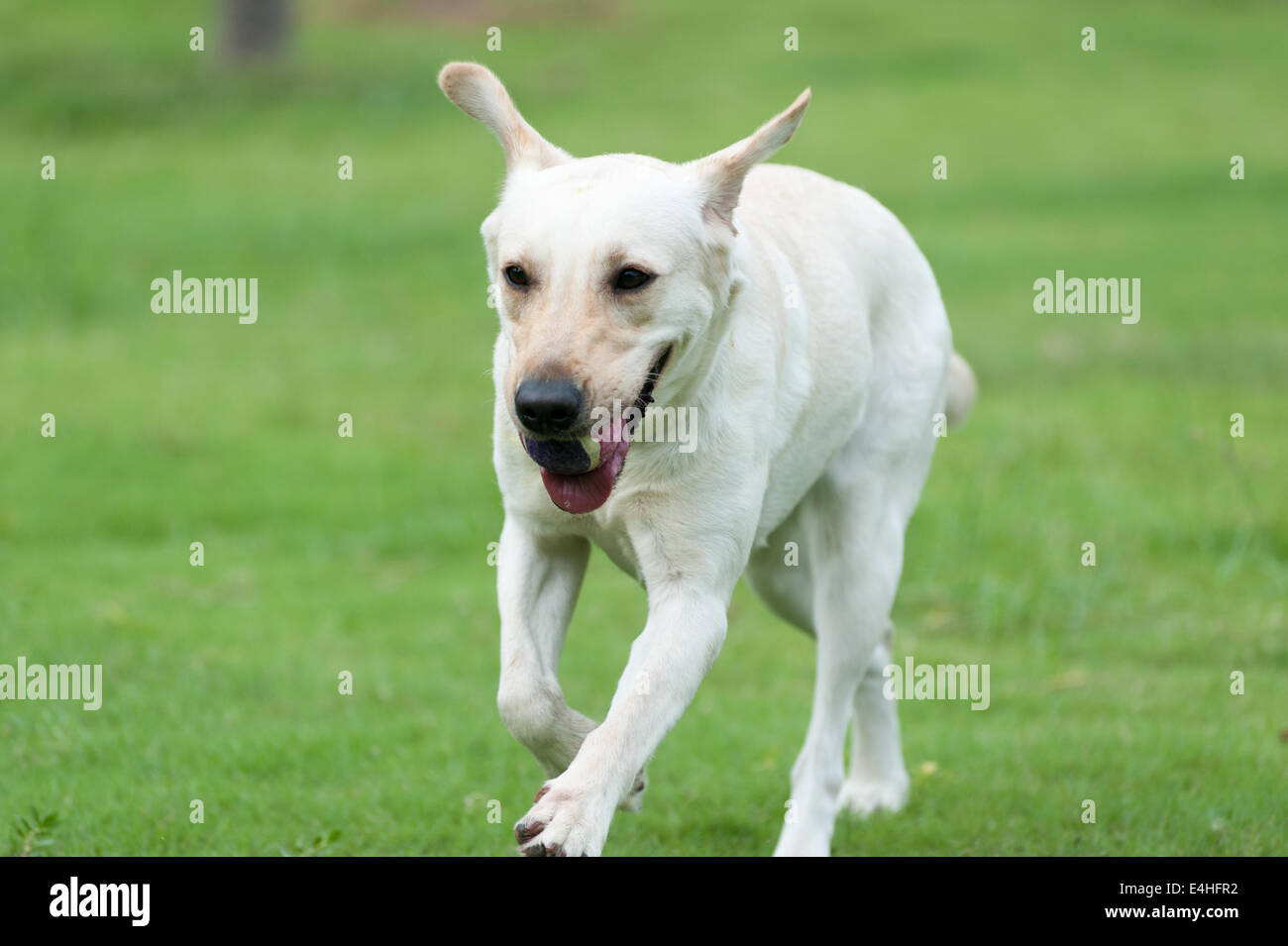 White labrador cane tenendo una palla e in esecuzione sul prato Foto Stock White labrador cane tenendo una palla e in esecuzione sul prato Foto Stock