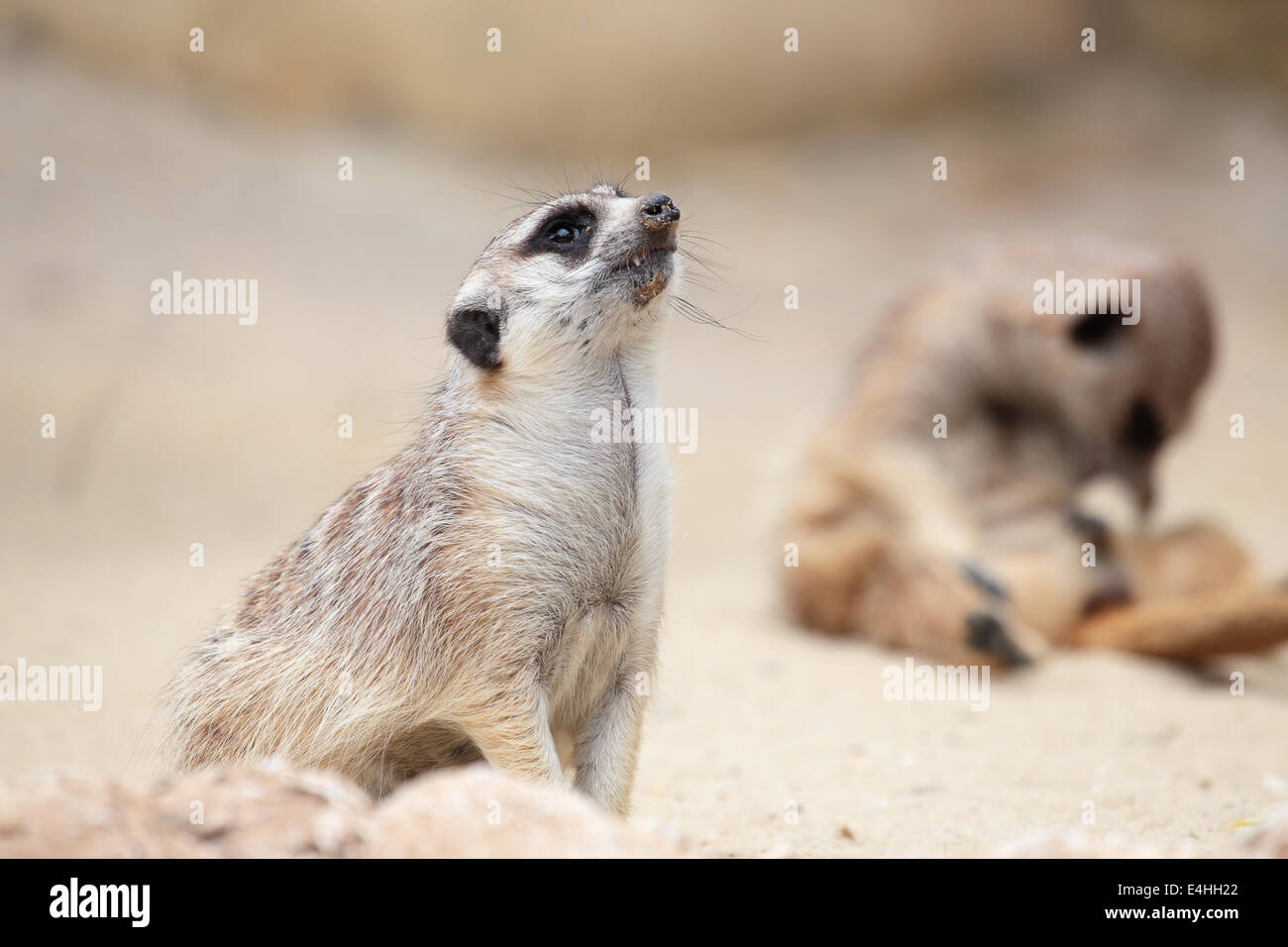 Un meerkat (Suricata suricatta), seduta su una roccia, si guarda intorno Foto Stock