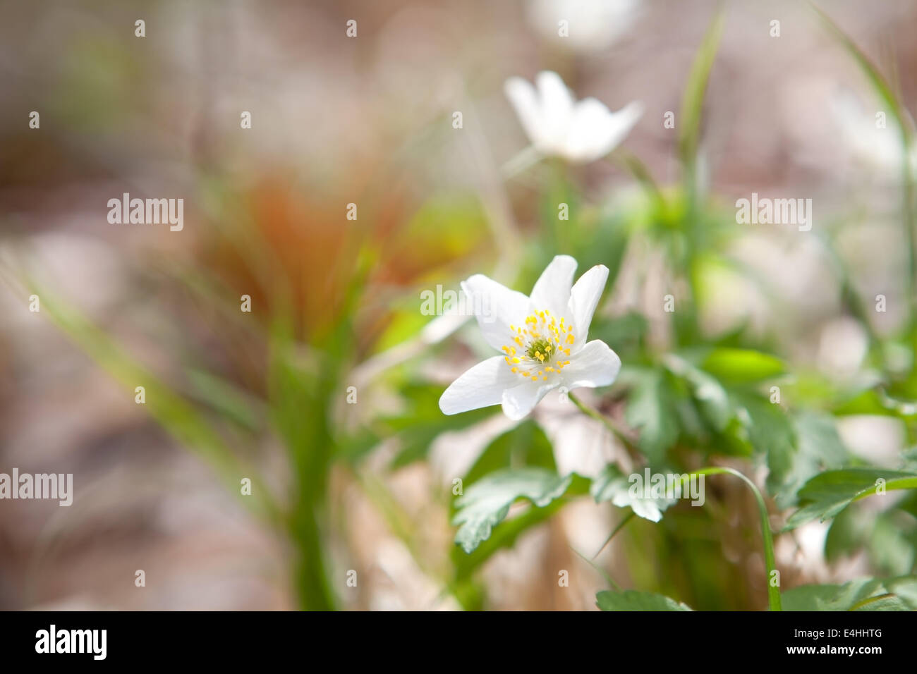 Snowdrop anemone fiore nella foresta di primavera Foto Stock