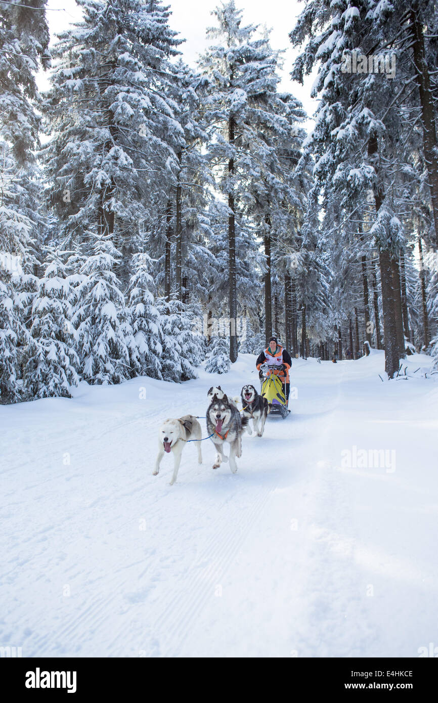 MASSERBERG, Germania - 10 febbraio: Trans Thüringia 2013. L annuale Sled Dog Squadre Gara classi diverse, Masserberg, Thurin Foto Stock