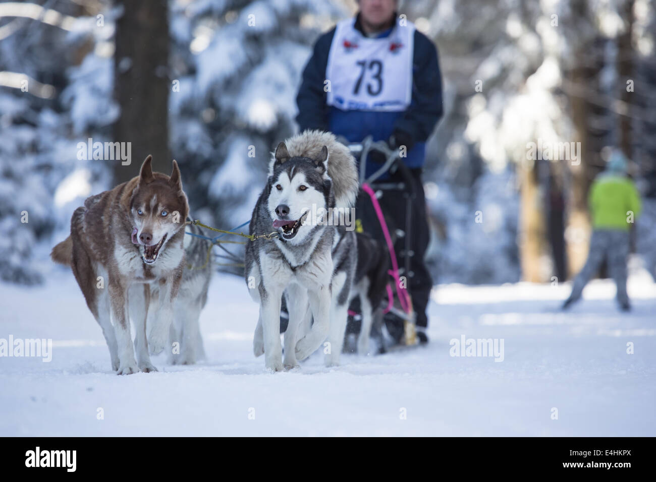 MASSERBERG, Germania - 10 febbraio: Trans Thüringia 2013. L annuale Sled Dog Squadre Gara classi diverse, Masserberg, Thurin Foto Stock