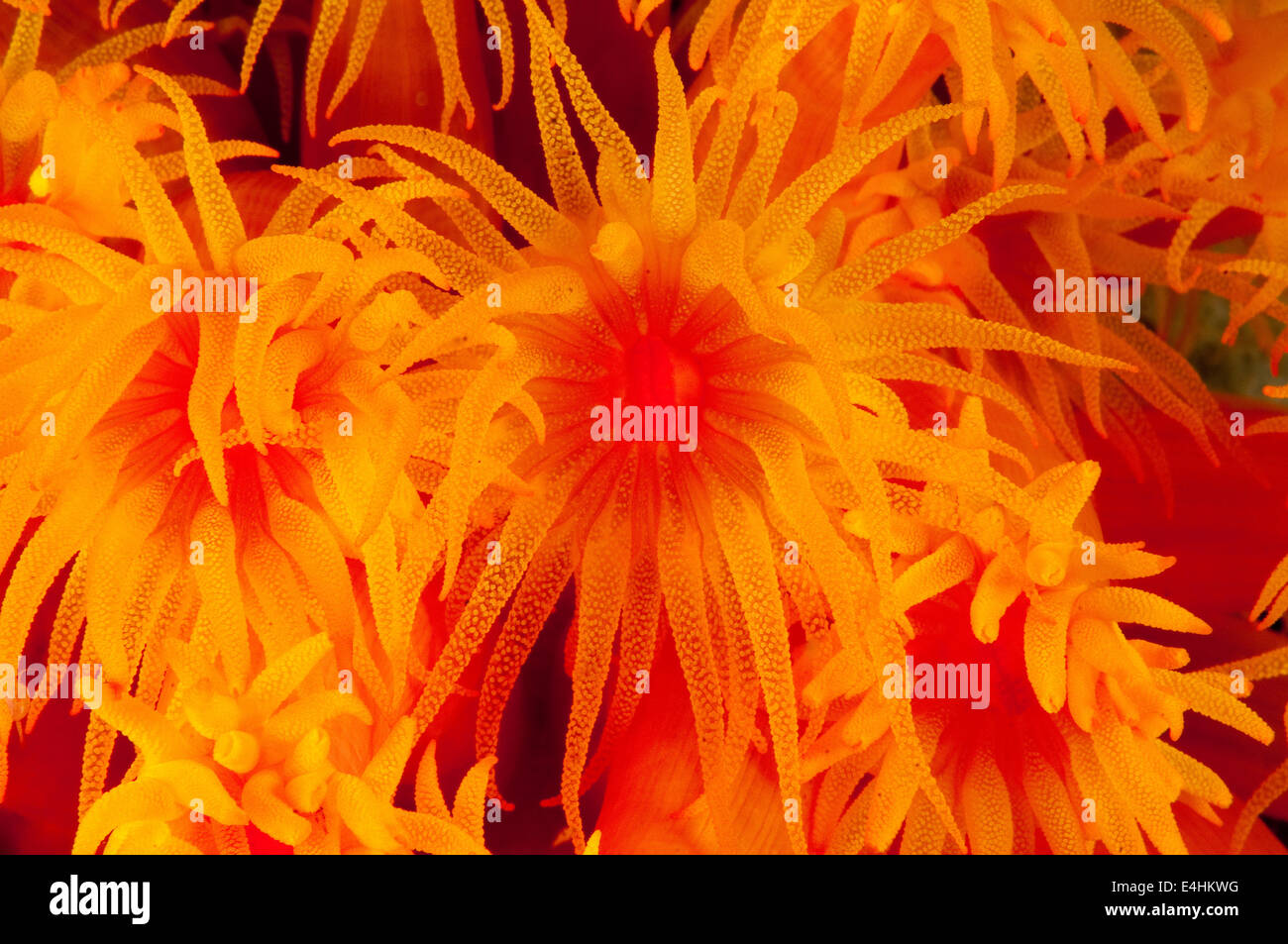 Sun coral, Wakatobi. Parco Nazionale, Indonesia Foto Stock