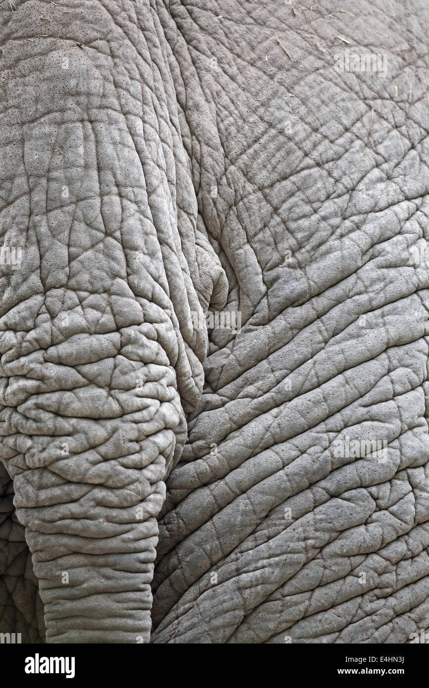Primo piano della pelle rugosa di un elefante asiatico Foto Stock