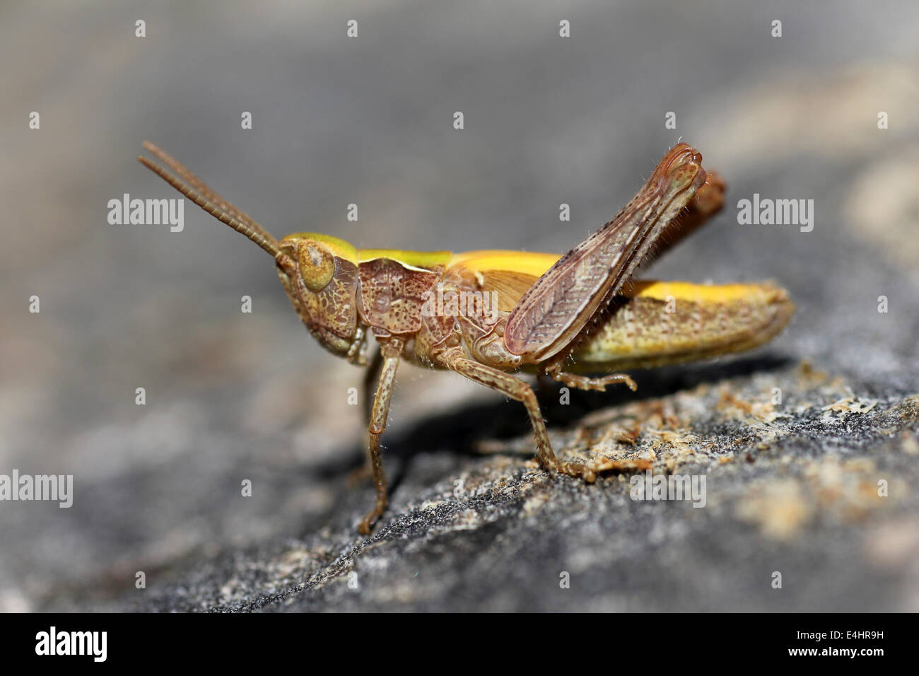 Campo comune Grasshopper Chorthippus brunneus ninfa Foto Stock