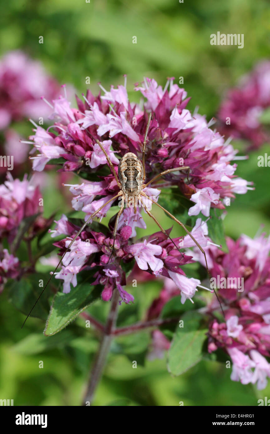 Harvestman Phalangium opilio sul origano Origanum vulgare Foto Stock