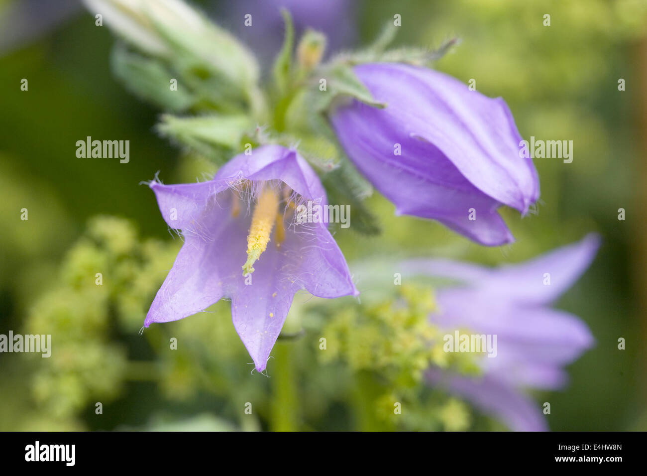 Campanula trachelium fiore dettaglio. Ortica lasciarono la campanula. Foto Stock