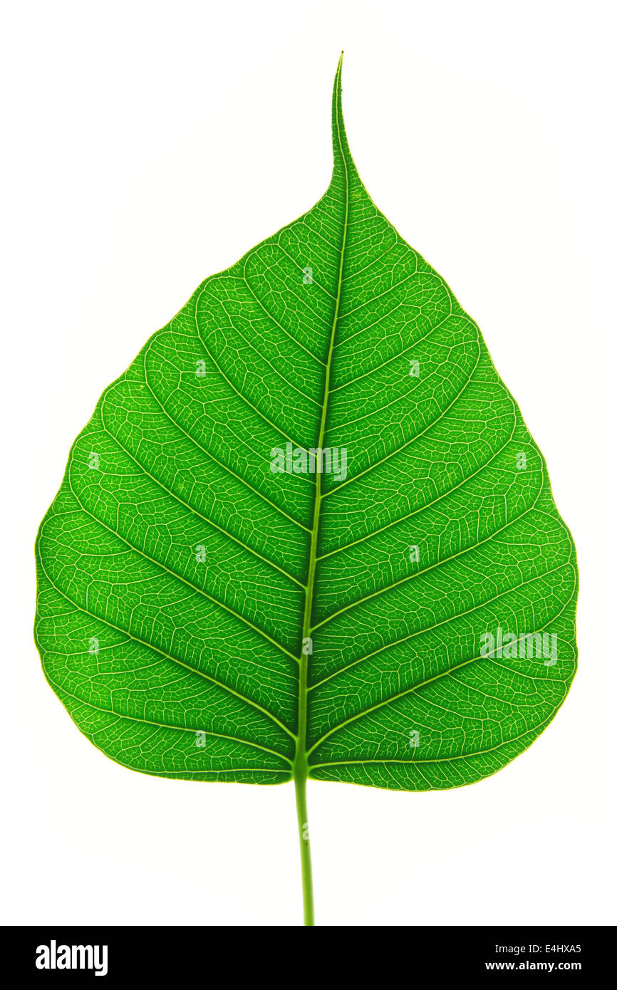 Leaf isolato su bianco Foto Stock