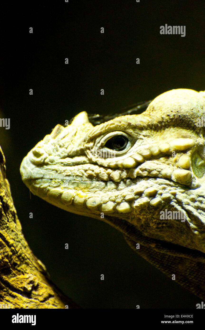 Immagine di una lucertola con la pelle di Nizza. Foto Stock