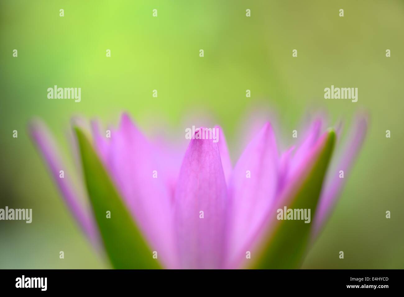 Chiusura del fiore di loto petalo Foto Stock