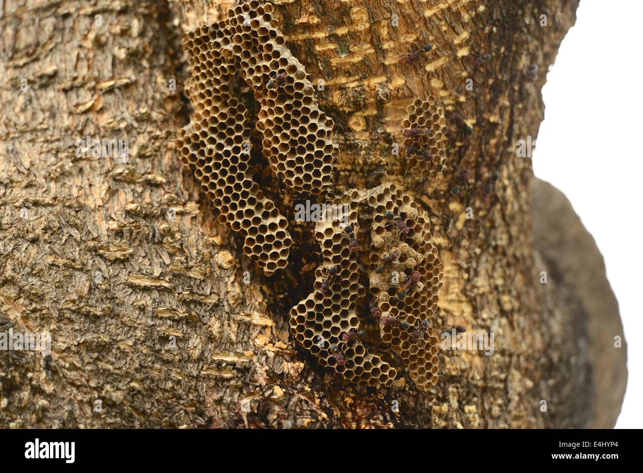 Nido di vespe su albero Foto Stock