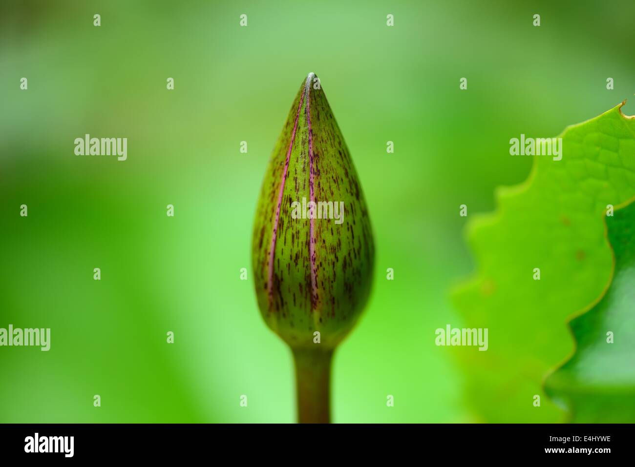 Viola Lotus Bud Foto Stock