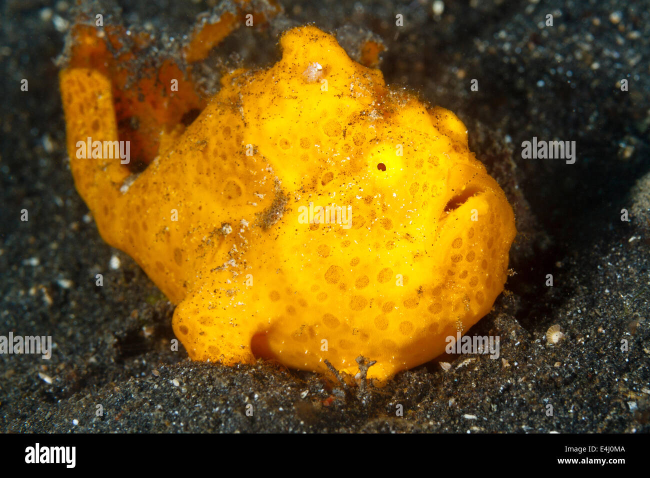 Rana pescatrice verniciata (Antennarius pictus) Lembeh strait, Indonesia Foto Stock