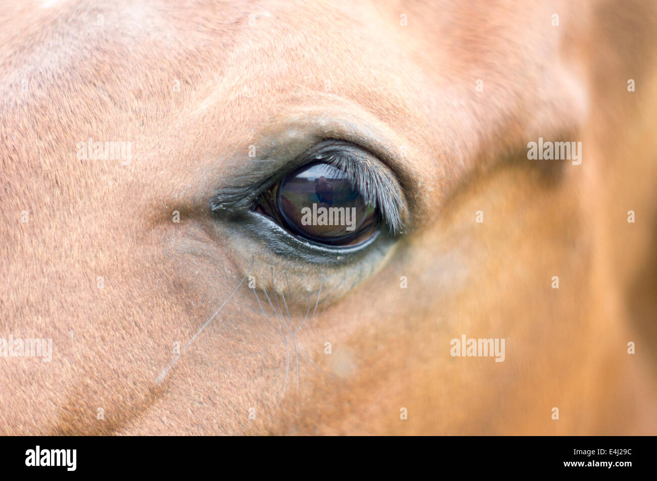 Occhio del cavallo Foto Stock