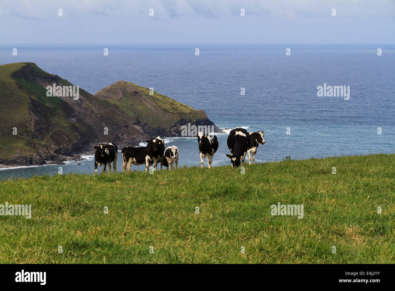 Le mucche in un campo al di sopra del mare sulla costa sud-ovest vicino percorso Crackington Haven in Cornovaglia Foto Stock
