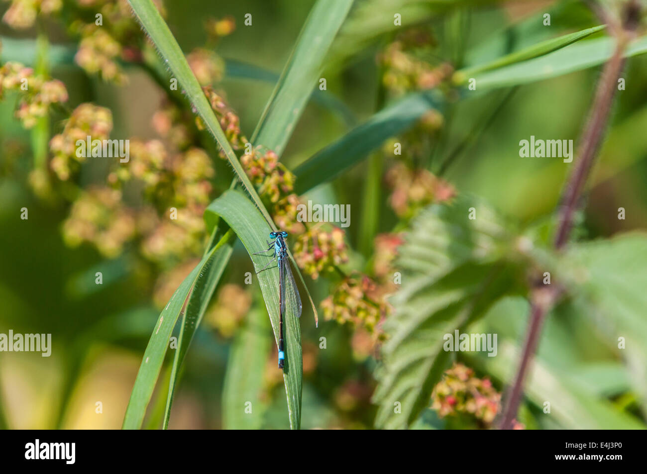 Un maschio blu-tailed Damselfly, Ischnura elegans, a riposo su una lama di erba Foto Stock