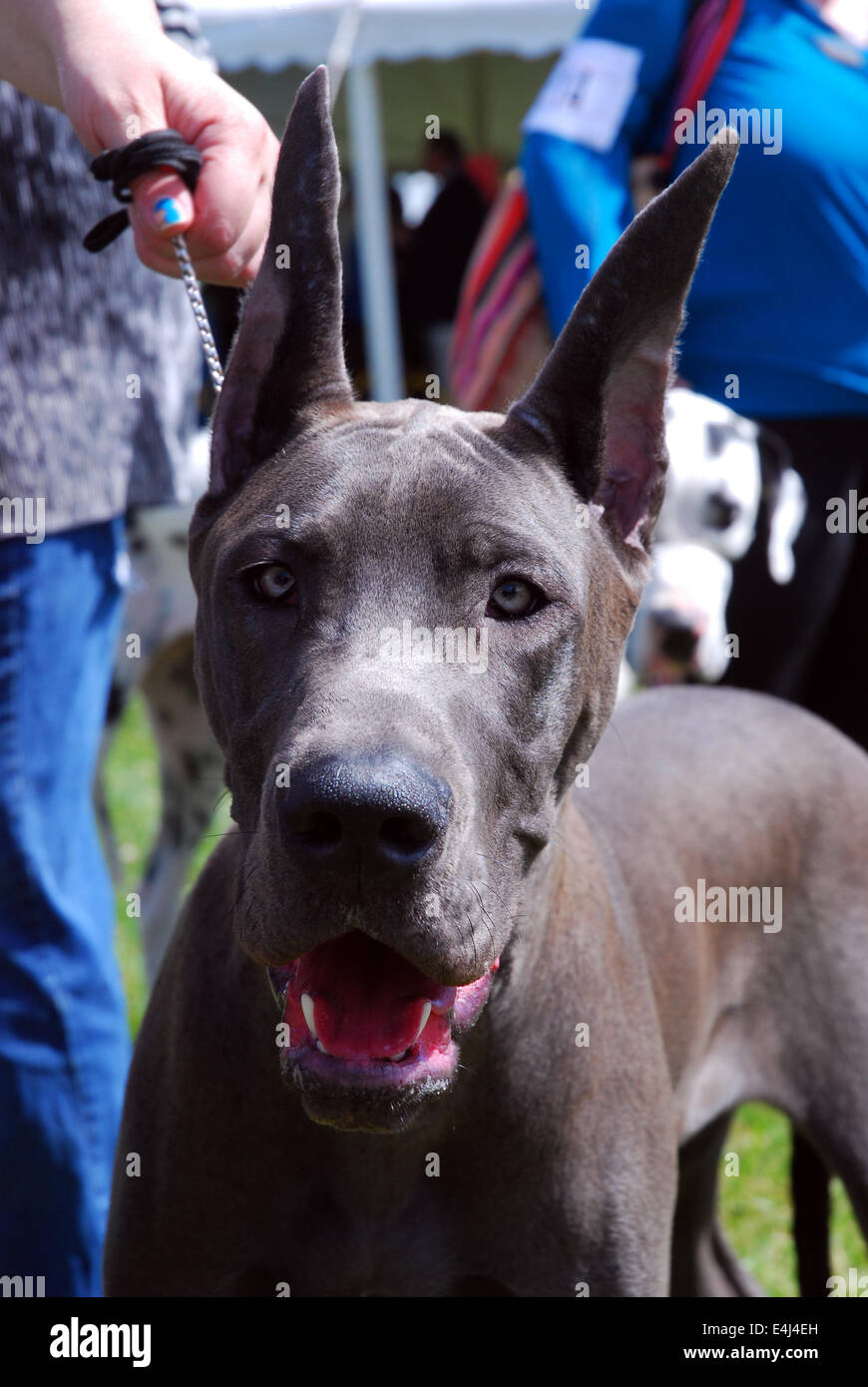 Blu grigio Alano a dog show Foto Stock