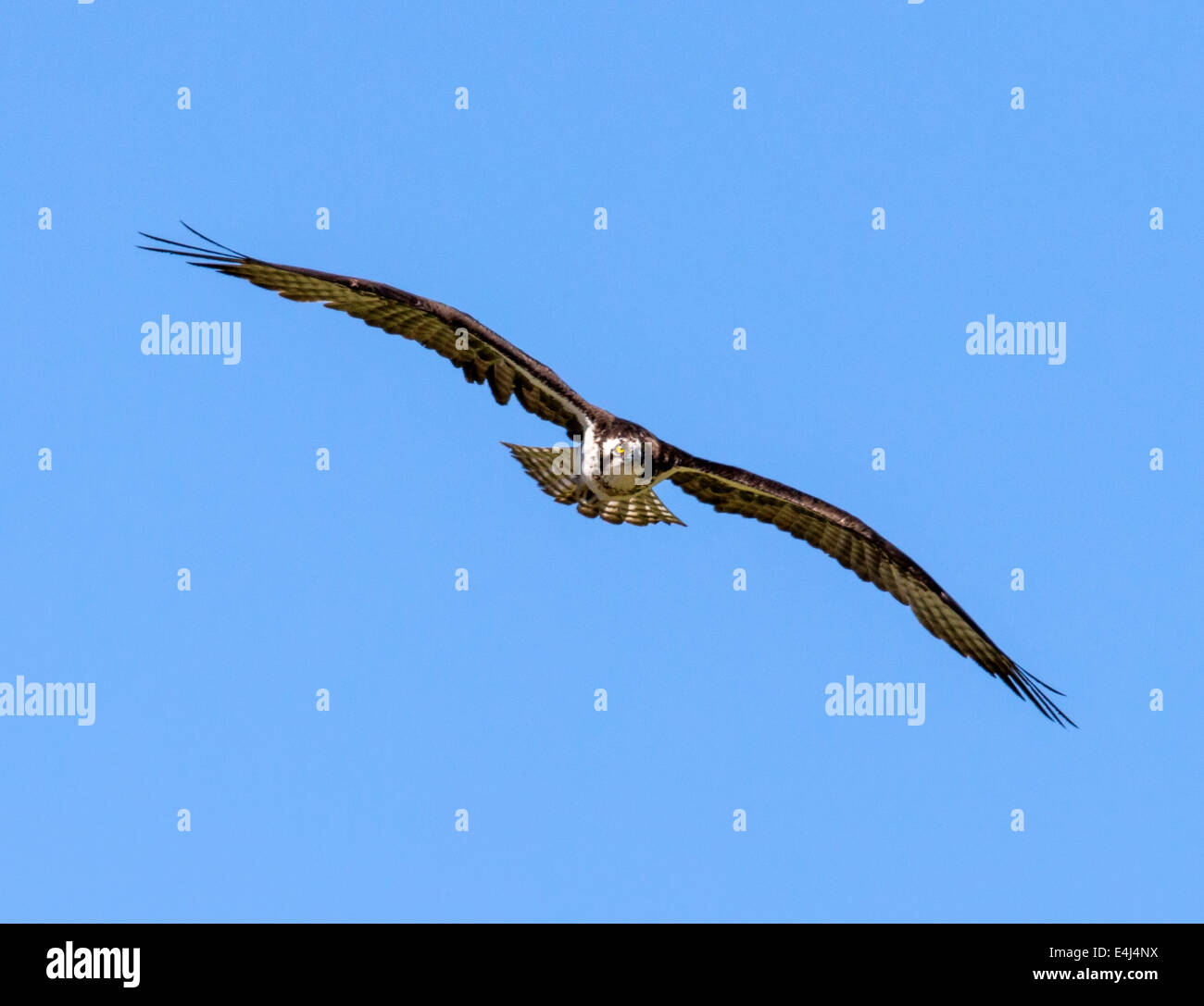Osprey in volo, Pandion haliaetus, sea hawk, pesce eagle, fiume hawk, pesce hawk, raptor, Chaffee County, Colorado, STATI UNITI D'AMERICA Foto Stock