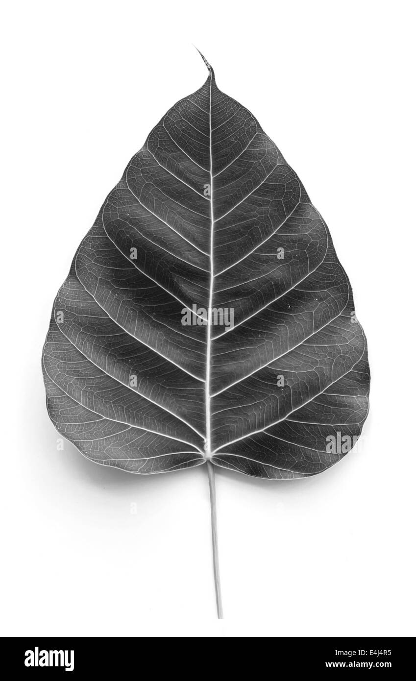 La texture Bodhi o sacra foglia di fico su sfondo bianco, colore grigio. Foto Stock