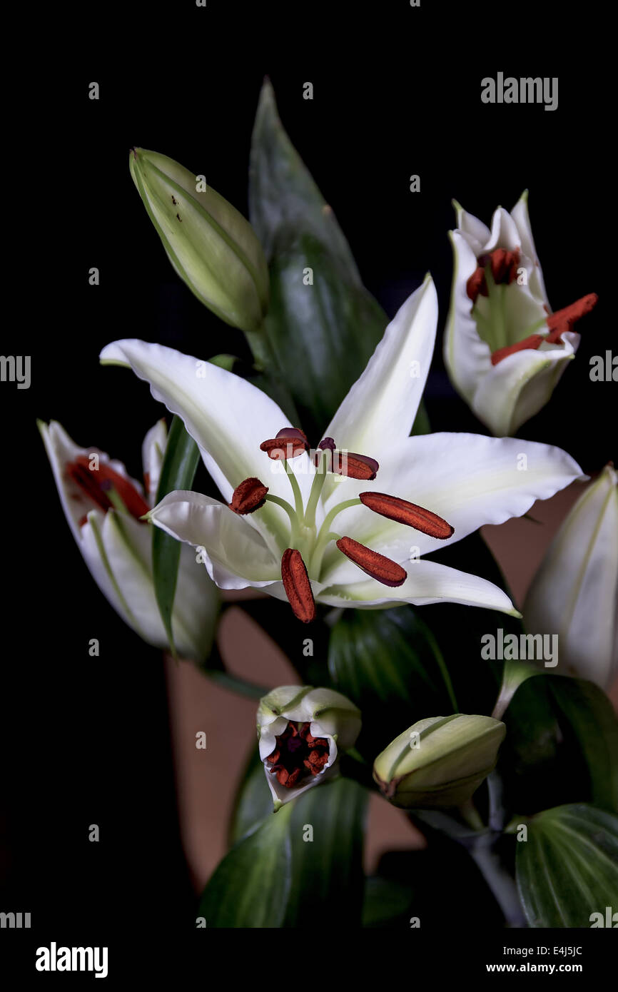 White era fresca e gigli su sfondo scuro Foto Stock