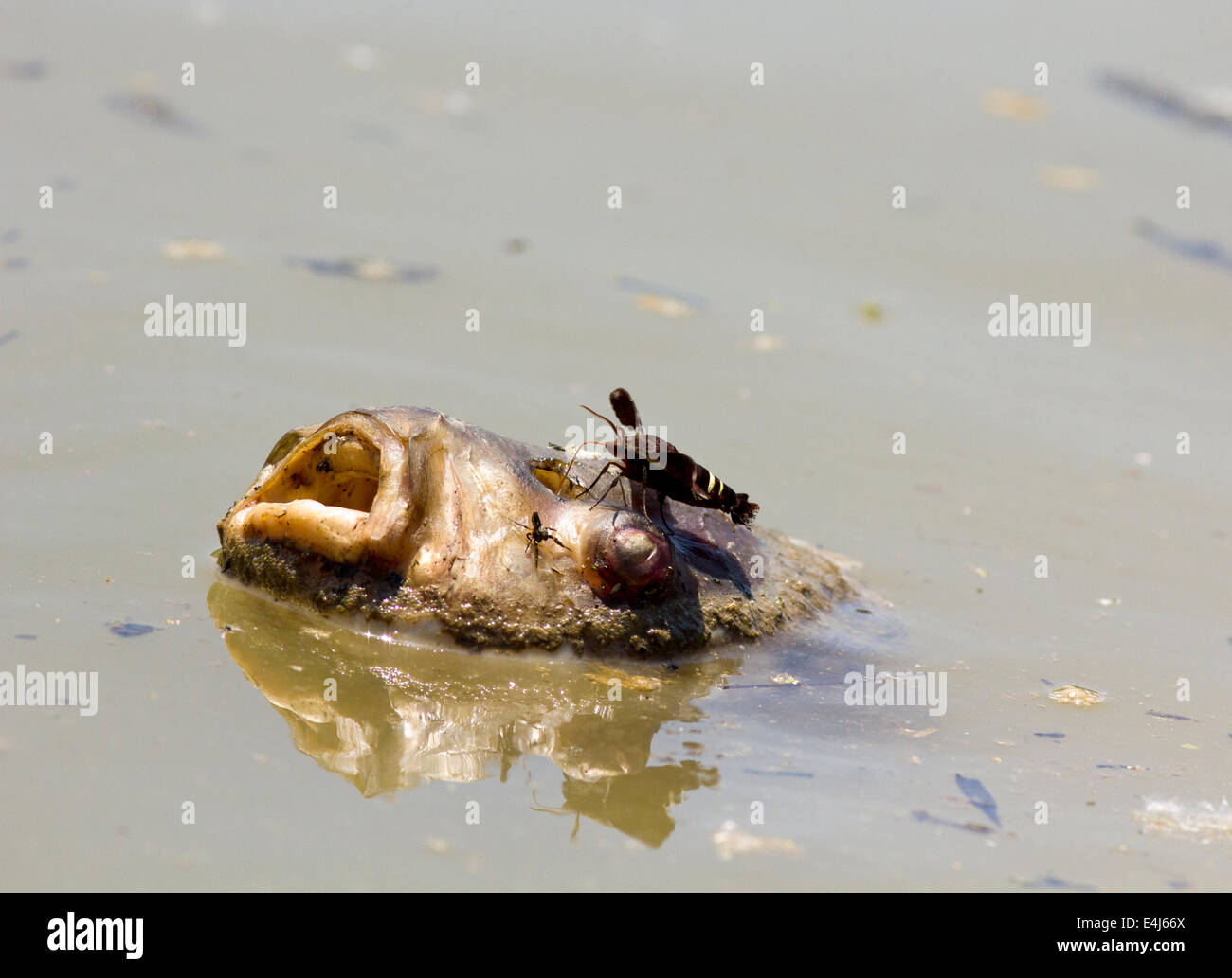 "Testa di pesce" TESTA DI PESCE Foto Stock