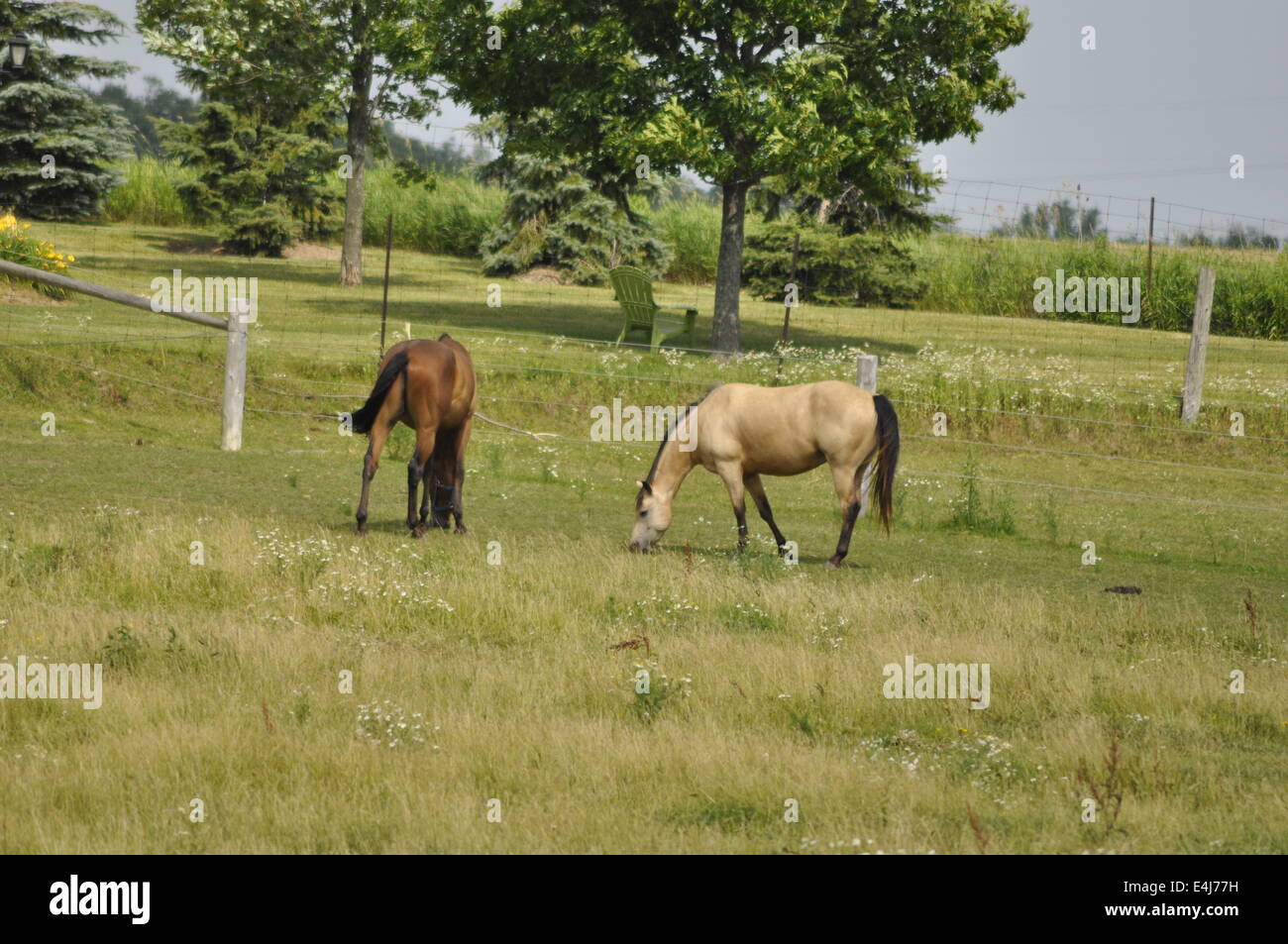 Cavalli al pascolo nel campo Foto Stock