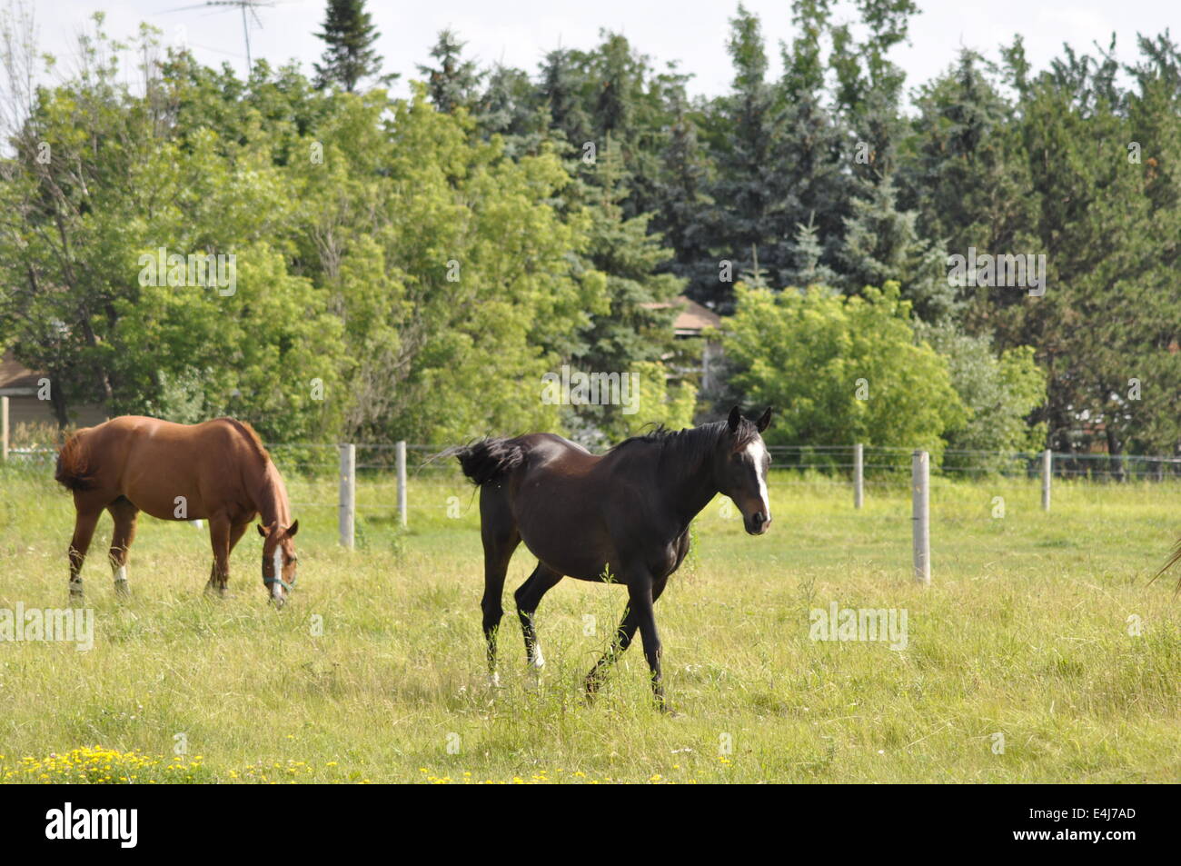 Due cavalli pascolano in campo Foto Stock