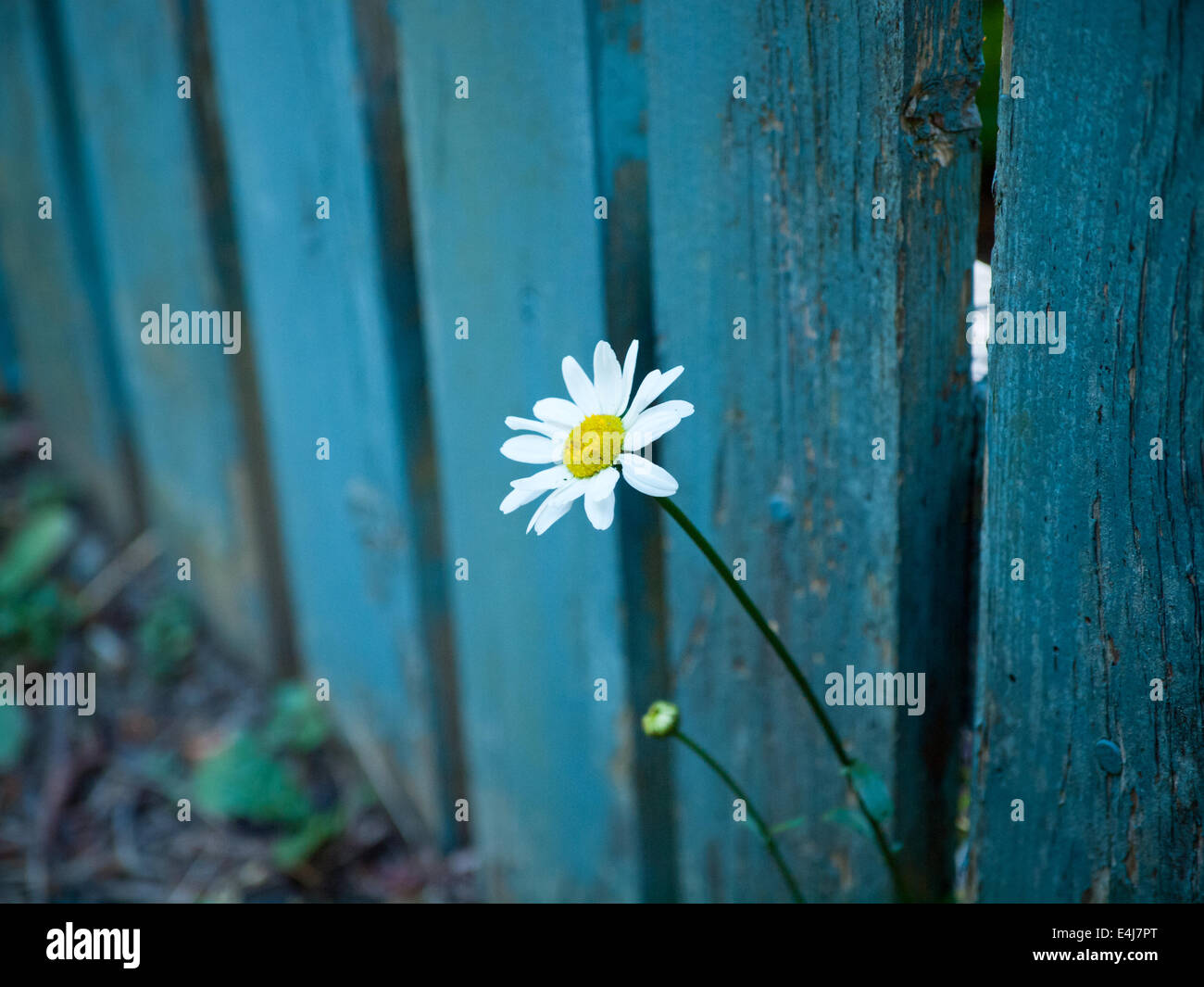 Un singolo, Daisy bianca affiora fuori attraverso un teal-blu, recinzione di legno. Victoria, British Columbia, Canada. Foto Stock