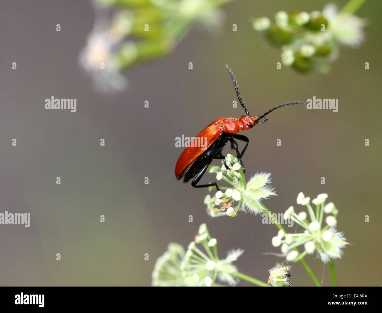 Red-headed Cardinale Beetle Foto Stock